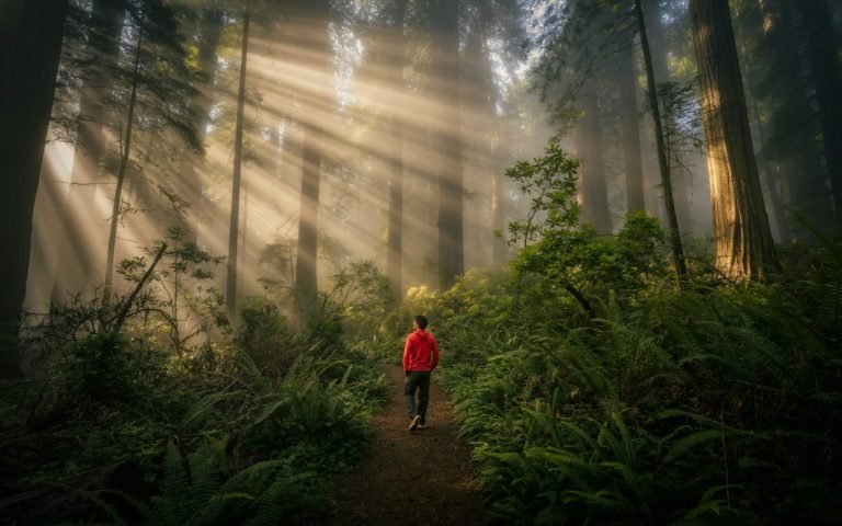 Forest Bathing: A Beginner’s Guide to Walking Slowly