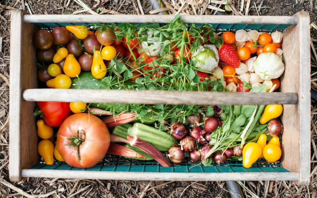 A basket of freshly picked apples and produce
