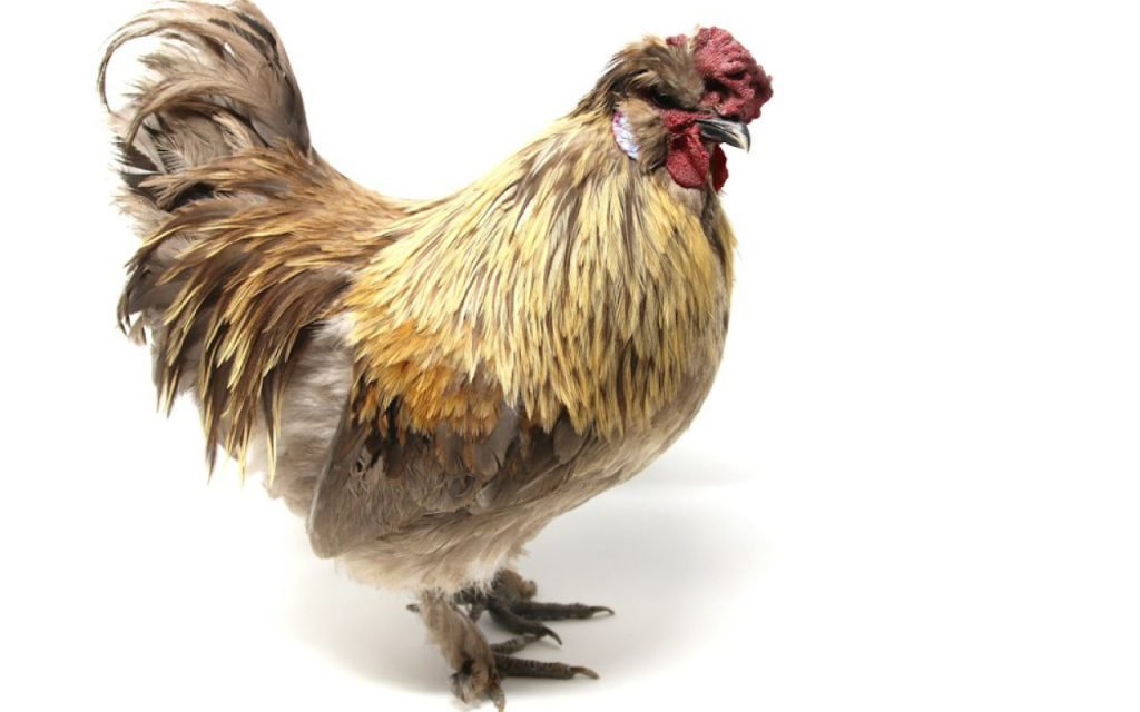 Backyard chickens pecking at the ground in a garden
