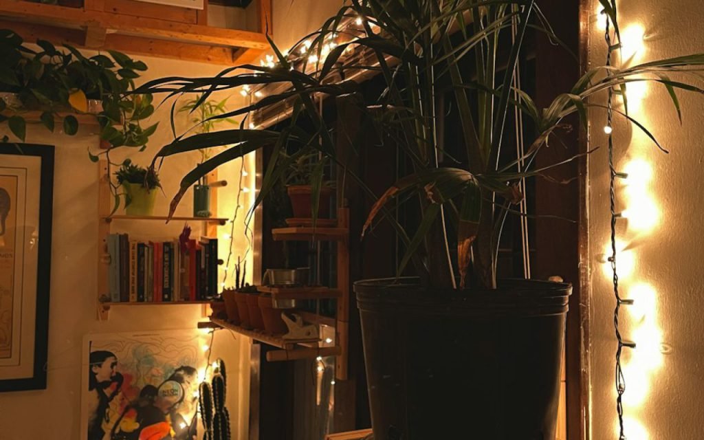 Healthy green houseplants arranged on open shelves