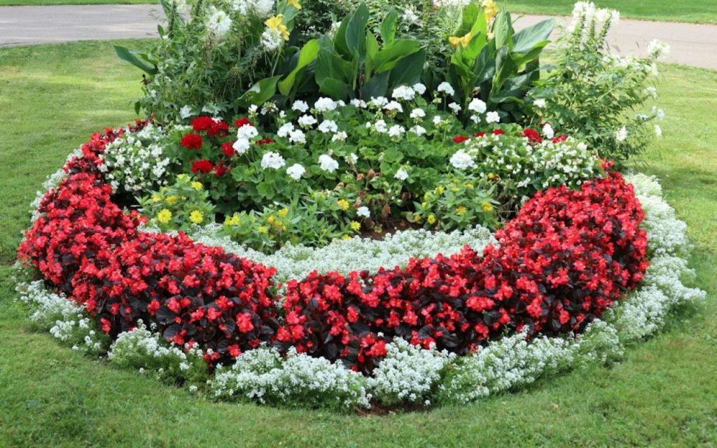 A raised garden bed filled with rich soil and young plants
