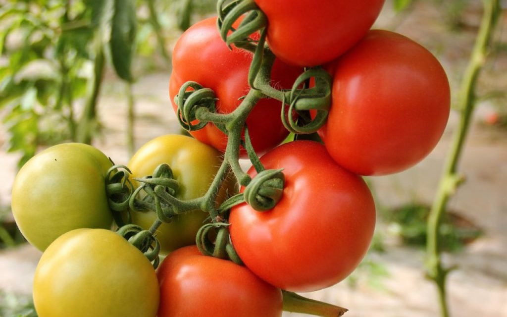 Ripe tomatoes growing on the vine in a garden