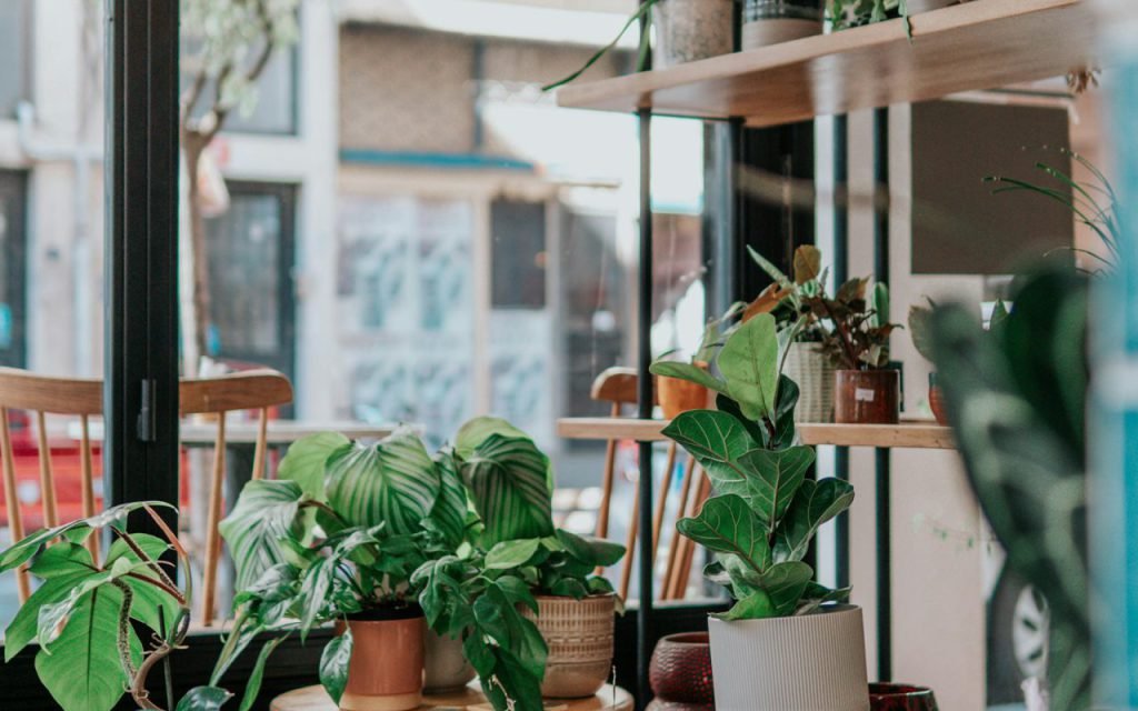 Potted plants on a sunny windowsill