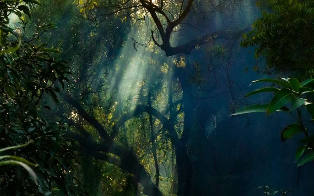 Dense green rainforest canopy and undergrowth