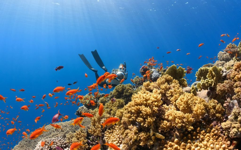 A diver swimming above a colorful coral reef